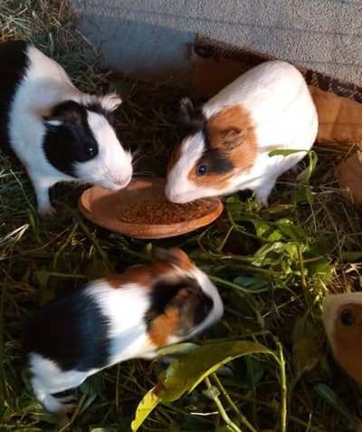 Guinea Pigs