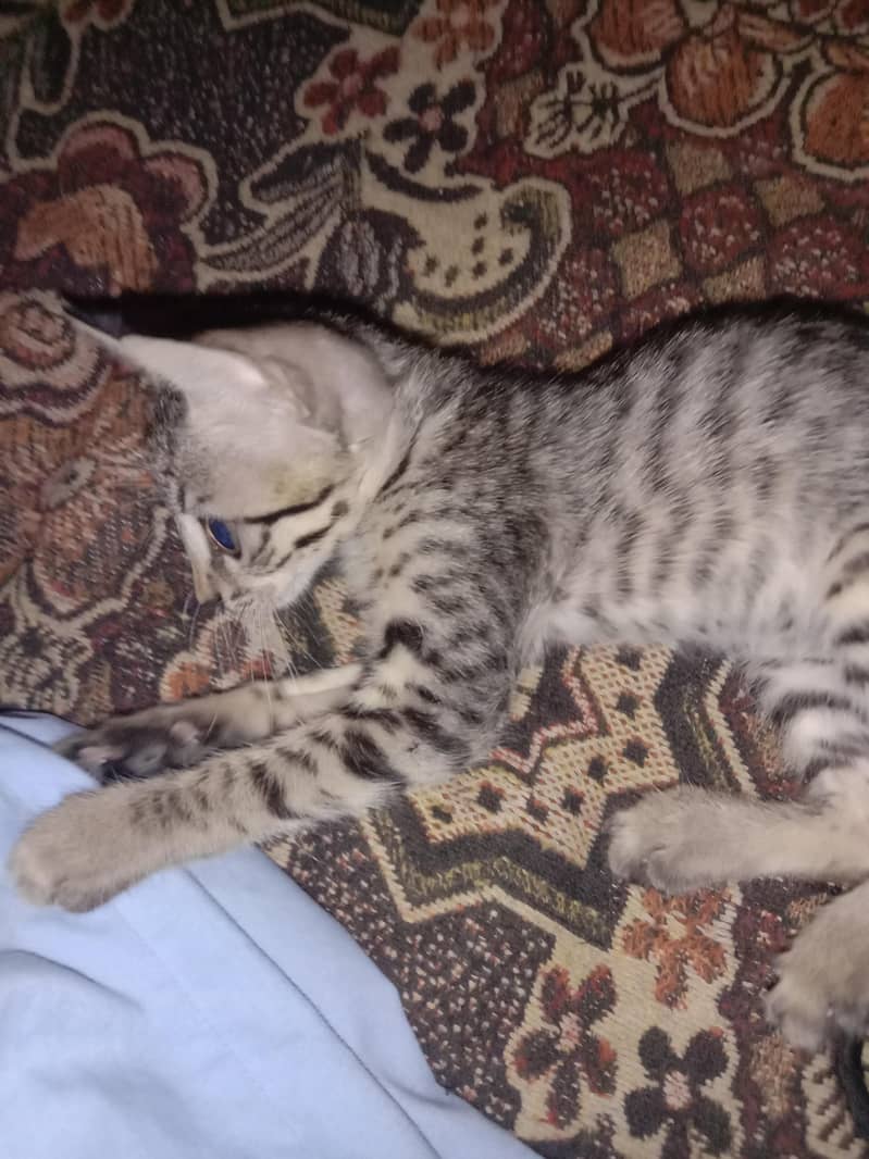 cat name 0