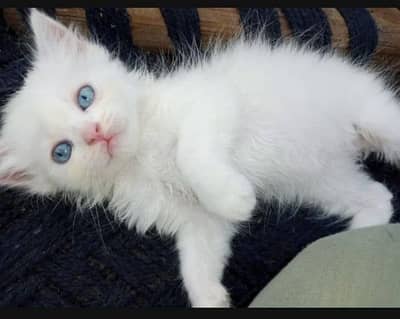kittens available