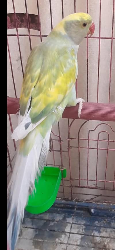 pure Recessive paid Ringneck male