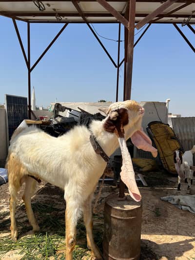 Breeder For Sale