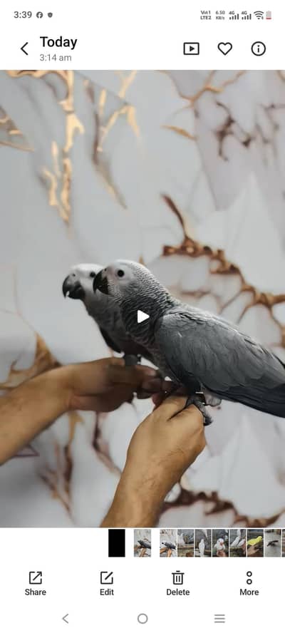 grey parrot yellow ringneck  white ringneck