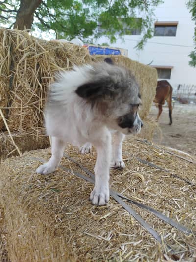 German Spitz Puppy Dog 2.5 months