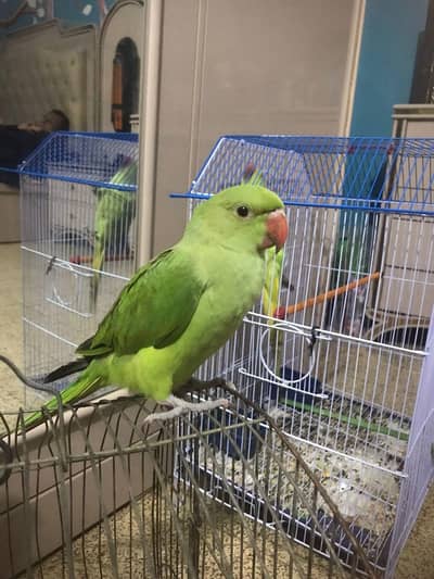 Ringneck hand tamed Self feed chicks for Sale