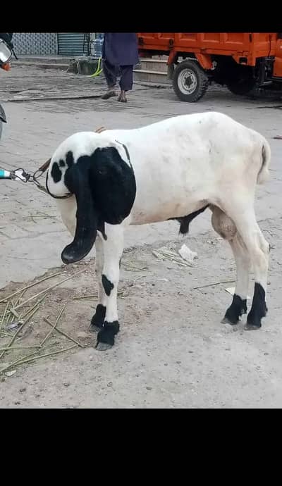 larkana dumba 