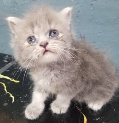White and Grey color was selling