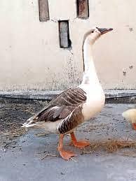 two female of long neck duck