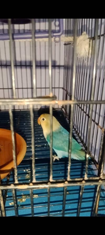 Love bird pair. , perblue colour good quality price 3000