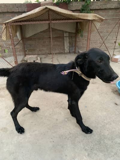 Labrador Male Dog for Sale Age 8 Months