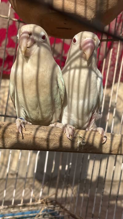 Red eye lovebirds white pair