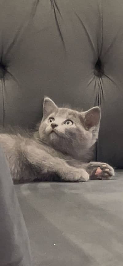 British Shorthair Male kittens
