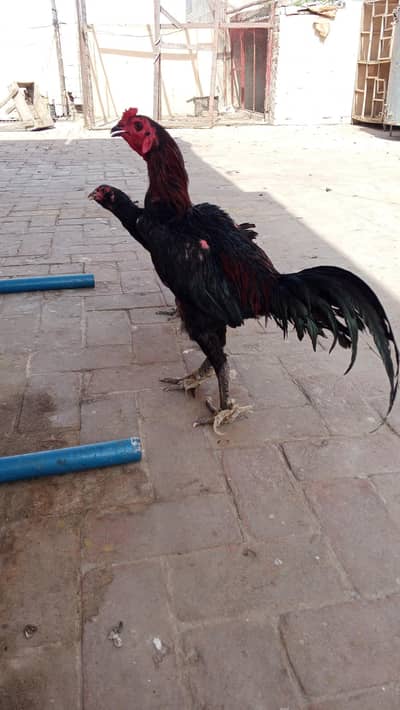 Aseel pair