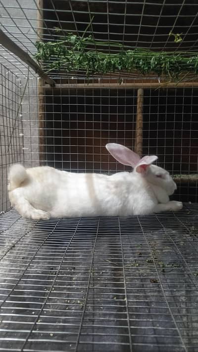NZ white red eye rabbit piar _male +femal