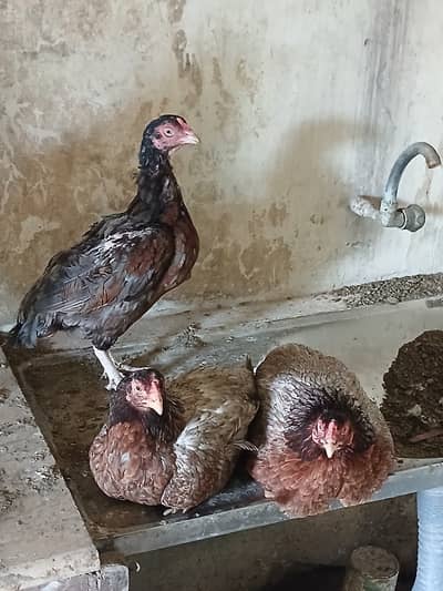 Home breed chicken Aseel hen+ broody hen