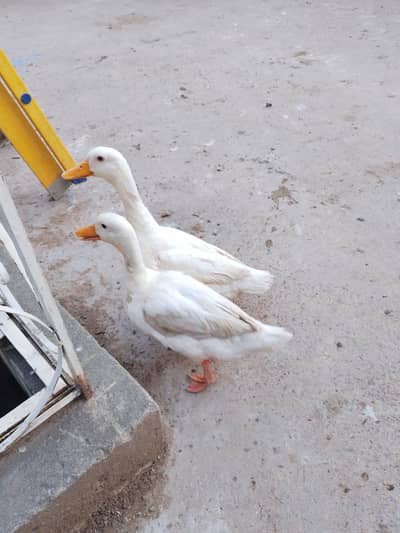 White Duck Pair Egg laying Duck