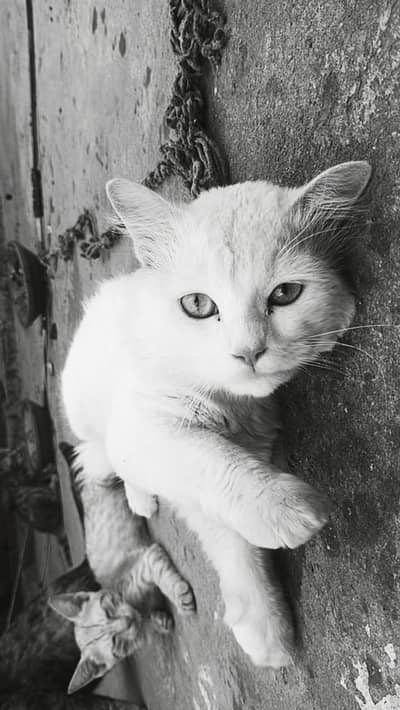PERSIAN CAT