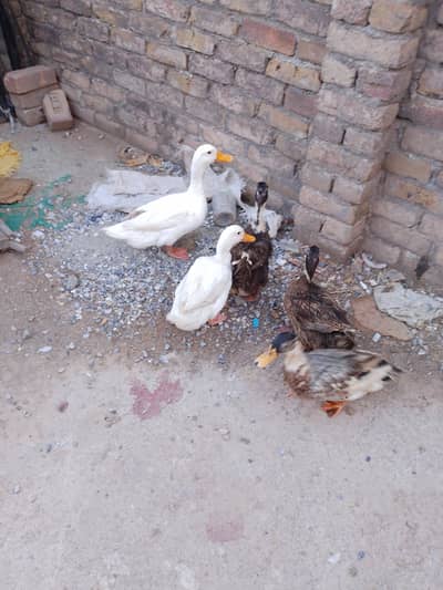 1 Male 2 Female Duck , Egg Laying Ducks