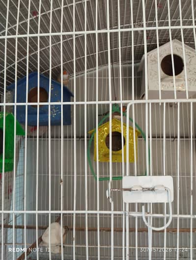 cage with birds
