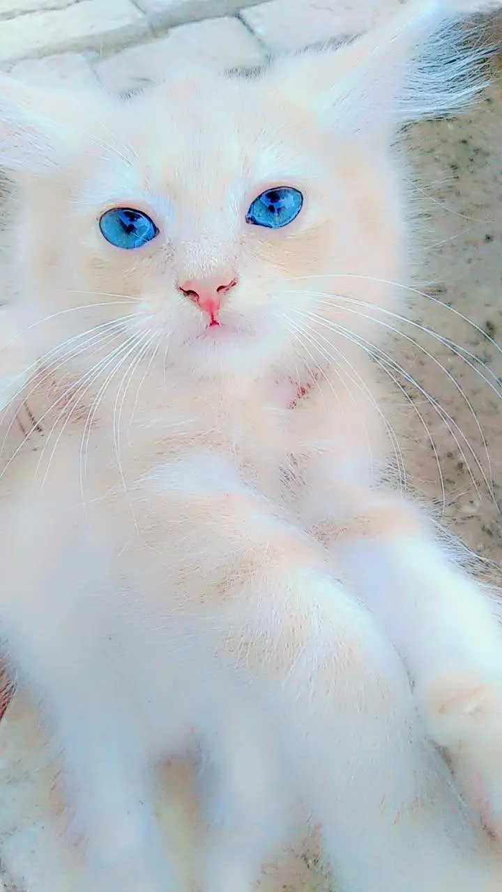 male baby kitten — photo 2