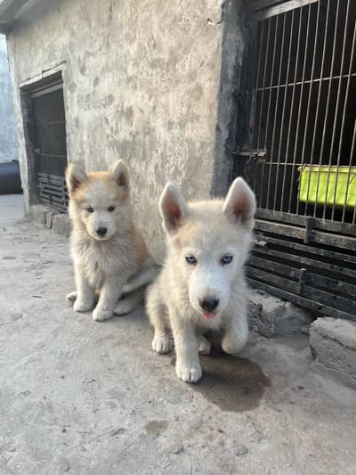 Husky puppy pair blue eye
