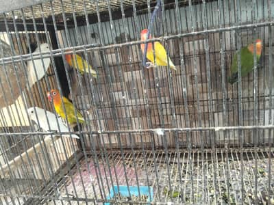 all breaded pair sale