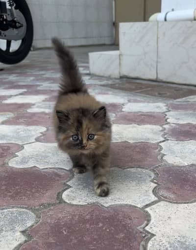 Actice kitten long hair