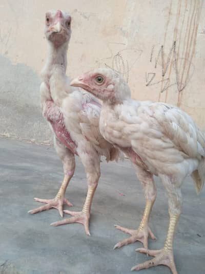 aseel heera pair jora