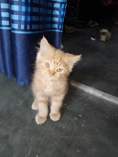 2 month kitten for sale
