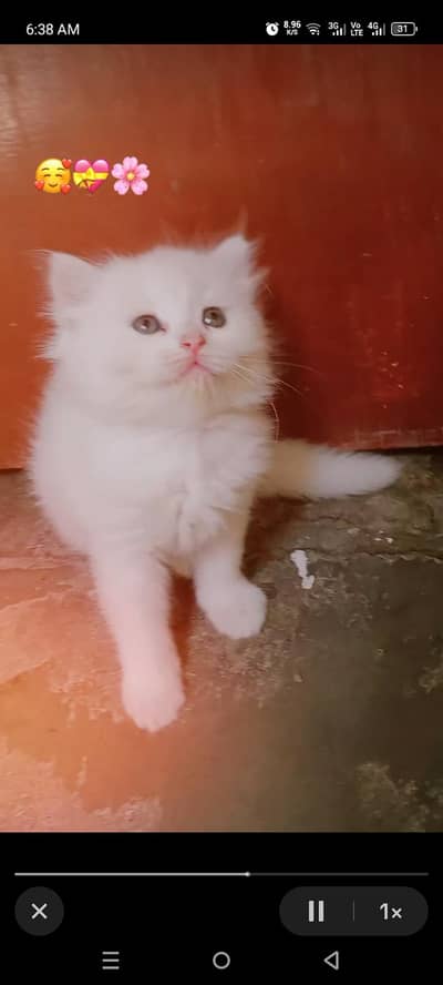 Persian kittens