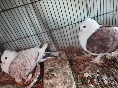 breeder pair for sale