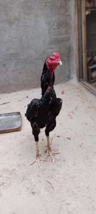 o Shamo male 11 months