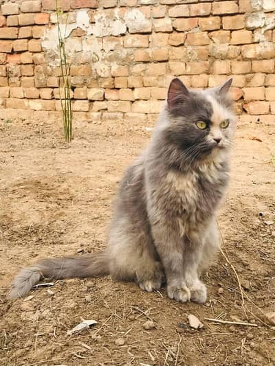 quality Persian kittens for sale.