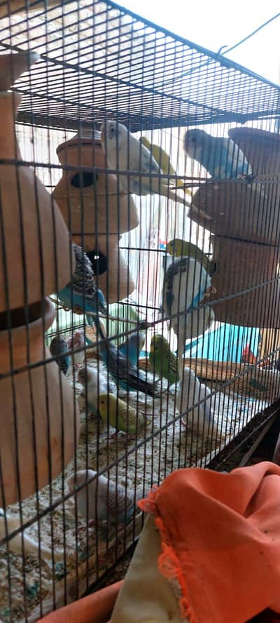 mene y birds sell karnain hain