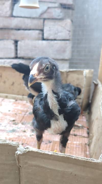aseel chicks / lasani chicks / mianwali chicks /aseel / chicks / shamo