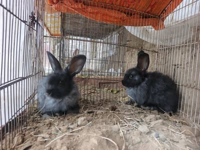 angura bule rabbit for sale location Sialkot