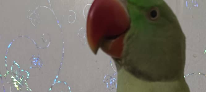 raw parrot