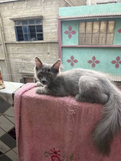 Parsian kitten male