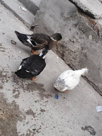 ducks for sale