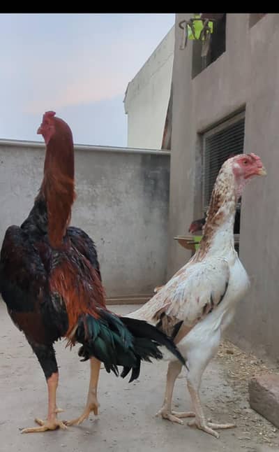 shamo chicks / white shamo chicks / shamo cross / o shamo chicks