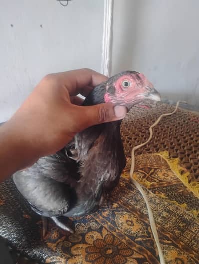 pour black mushki madi high quality and lakha murga high quality