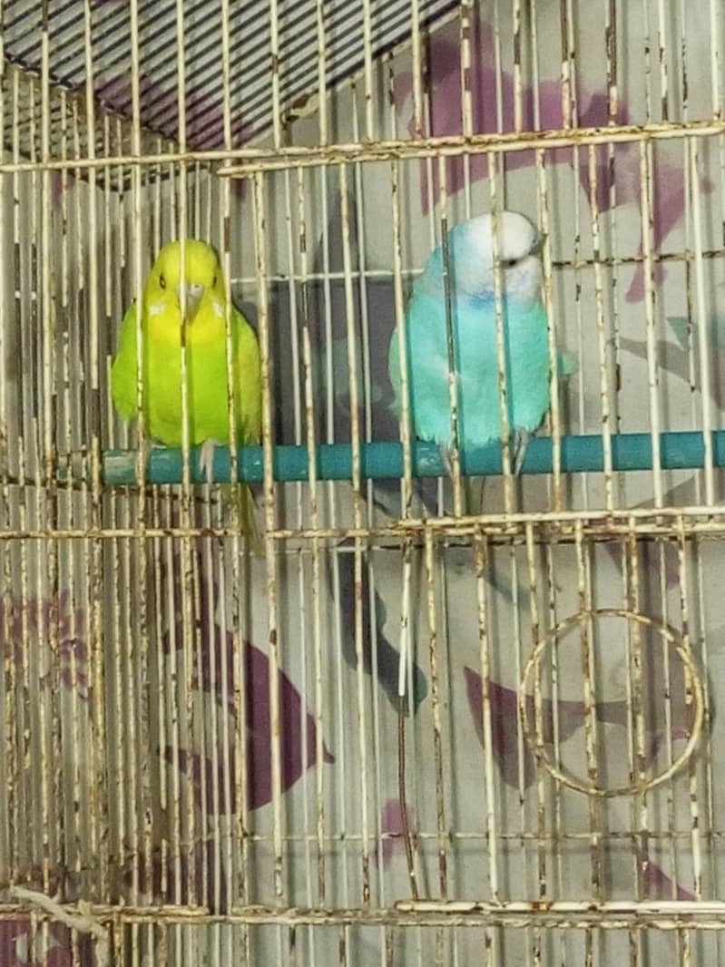 second breeding pair 0