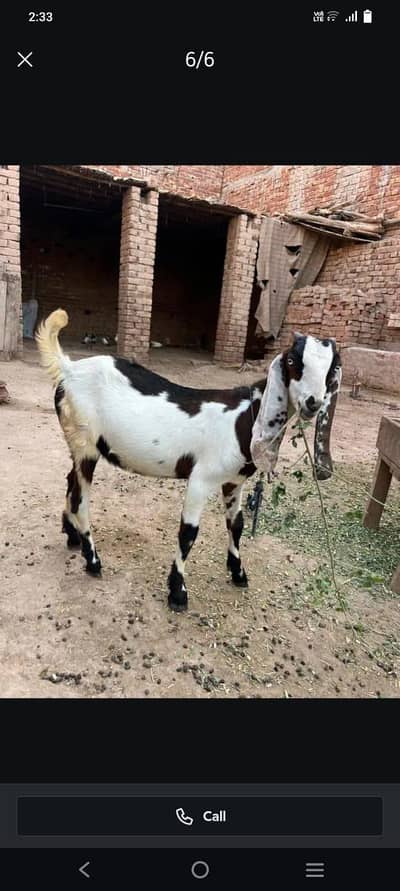 1 Bakri , 2 bachy hn