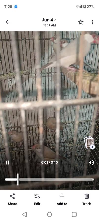 fown jawa available breeder pair for sell