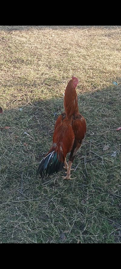 aseel morga morgi for sale