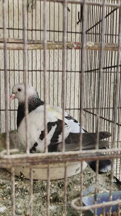 young females 100% breeder