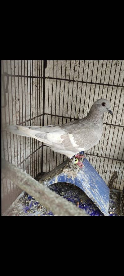 young female 100% breeder