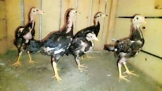 aseel thai Pakistani cross chiks