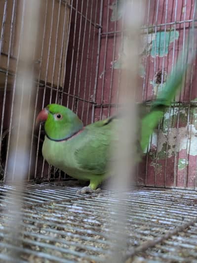 green ringnek parrot for sell