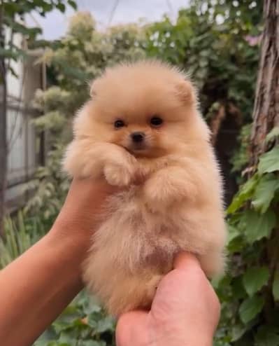 Pomeranian puppies for sale