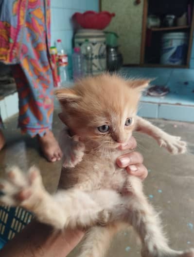 Persian kittens available for sale